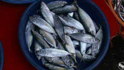 Global Oceans Commission Report Offers Path to Sustainable Oceans