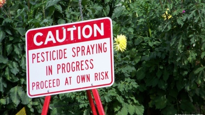 The Bee Coalition urges David Cameron to reject Syngenta banned pesticide request
