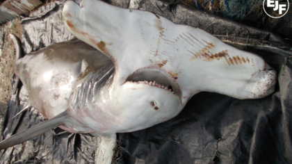 Demand reduction is a positive step towards protecting endangered marine species