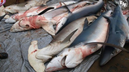 EJF protects sharks in Liberia