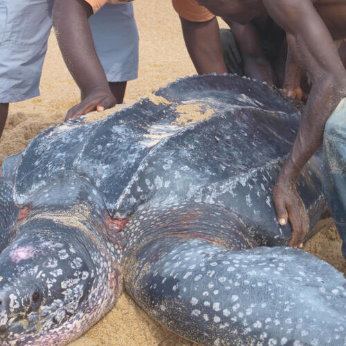 EJF called to rescue a leatherback turtle