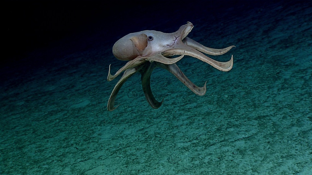 Cirrate Octopod NOAA Ocean Exploration