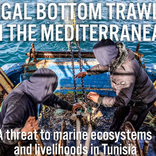 Illegal bottom trawling in the Mediterranean: A threat to marine life and livelihoods in Tunisia