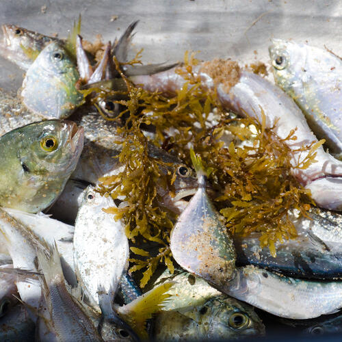 Subsidising industrial fishing needs to stop - now