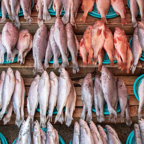 High-risk seafood is entering Korea due to ineffective import controls