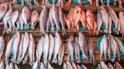 High-risk seafood is entering Korea due to ineffective import controls