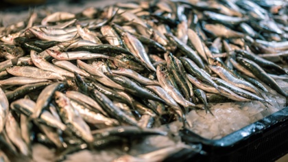 EU committee votes in favour of increased fisheries regulation: Press comment