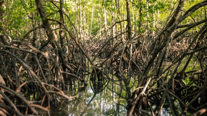 Blue carbon deserves a green light for the climate fight