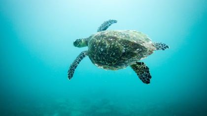 How 30x30 ocean conservation can protect human rights and nature