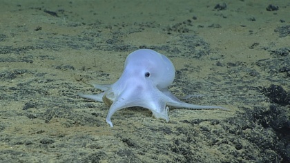 Deep-sea mining: a threat to wildlife, people and the planet