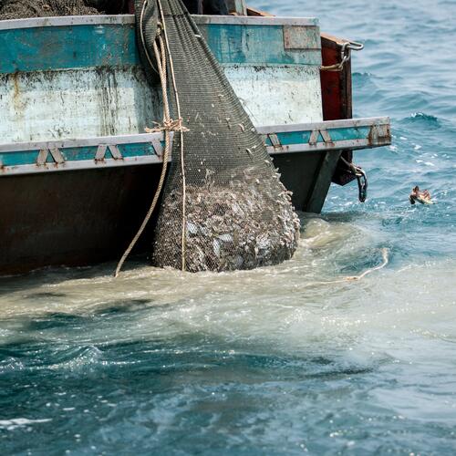 Die dunkle Seite der Fischerei: Mehr Transparenz kann Meere und Menschen schützen
