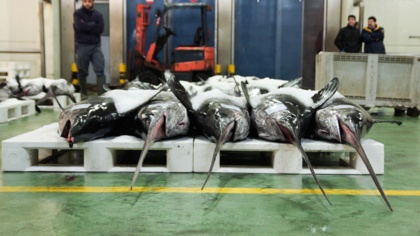 Mediterranean countries not on track to protect the Mediterranean against illegal and unsustainable fishing