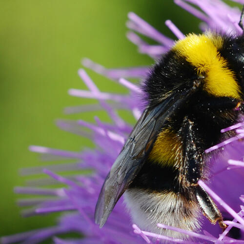 The EU bans fourth bee-harming pesticide
