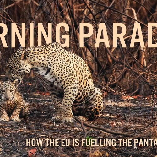 Burning paradise: how the EU is fuelling the Pantanal's demise