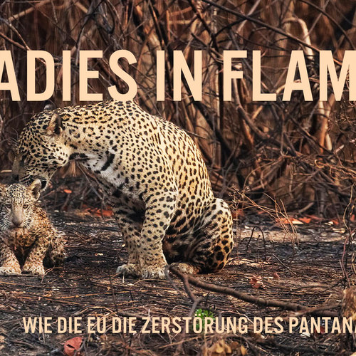 Paradies in Flammen: Wie die EU die Zerstörung des Pantanals befeuert
