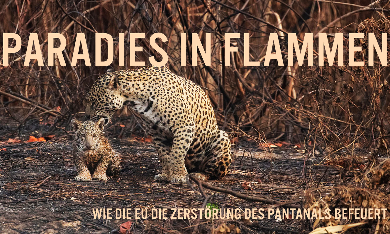 Paradies in Flammen: Wie die EU die Zerstörung des Pantanals befeuert