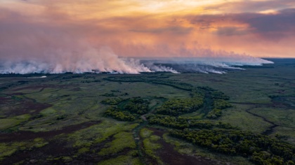EU-Nachfrage nach Rindfleisch zerstört eines der weltweit größten Feuchtgebiete