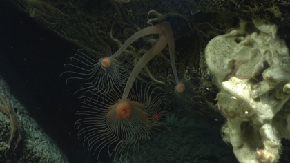 Mexiko fordert Moratorium für Tiefseebergbau: Ein bahnbrechender Wandel