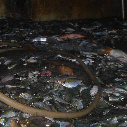 Korean-flagged vessel charged with illegal fishing in Liberia