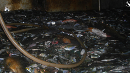 Korean-flagged vessel charged with illegal fishing in Liberia