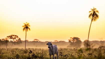 Menschenrechtsverletzungen in Brasiliens Viehzuchtindustrie reichen bis in EU-Lieferketten