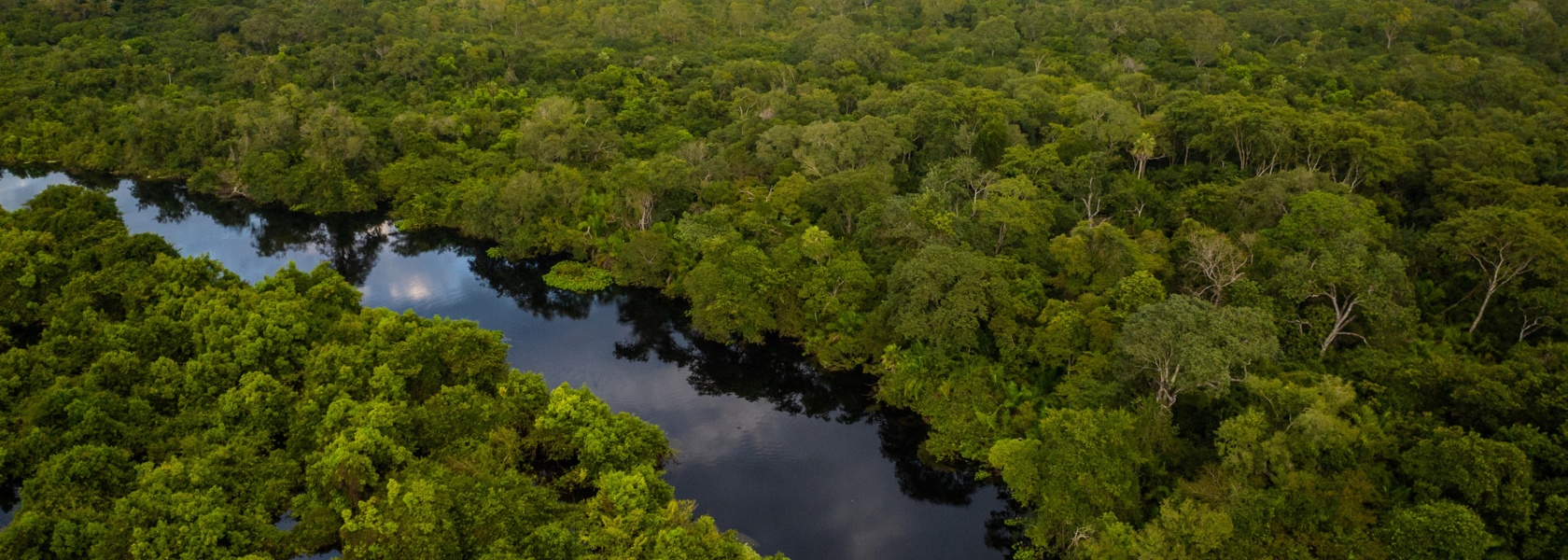 Forests and Wetlands