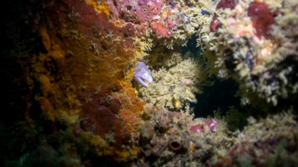 European Parliament responds to Norway's decision to open the Arctic to deep-sea mining by calling for a global moratorium on the industry