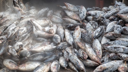 Zhejiang Ocean Family's fishing fleet: revealing concerns about illegal fishing and human rights abuse