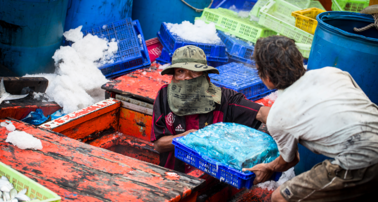 workers unloading fish