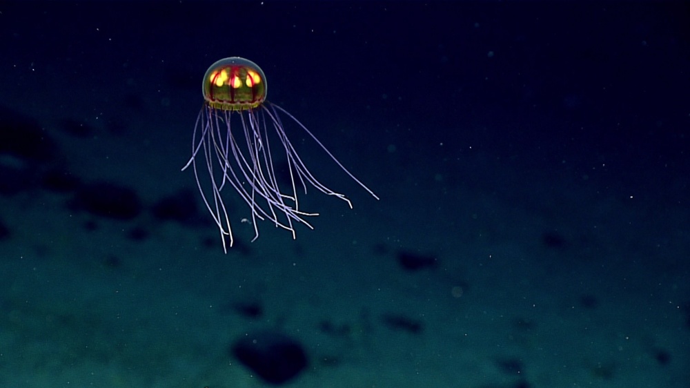 Jellyfish NOAA Okeanos Explorer Program 2