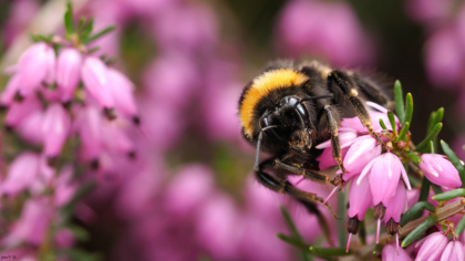 EJF and other environmental groups call on the government to support European pesticide restrictions