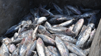 New rules tighten controls on EU vessels to prevent misreporting