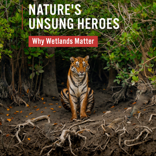 Stille Helden der Natur: Warum Feuchtgebiete so wichtig sind
