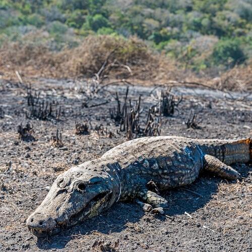 Pantanal fires underscore urgent need for international wetlands action