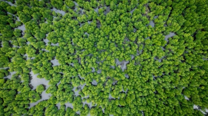 Next EU Commission President must lead by example on the ocean, wetlands and human rights, says Environmental Justice Foundation