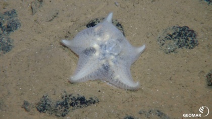 The false promise: deep-sea mining and the energy transition