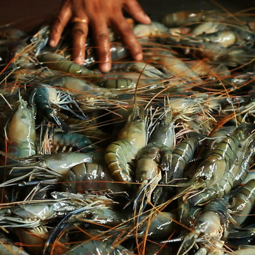 Where does your shrimp come from?