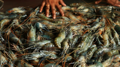 Where does your shrimp come from?