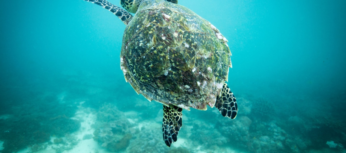 Environmental Justice Foundation Video Editor Maternity Cover