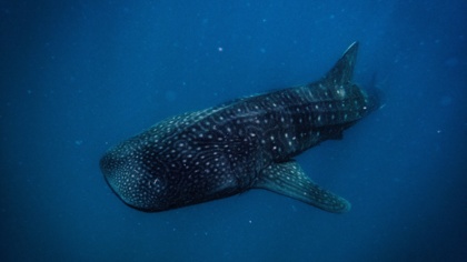 Press comment: Mission letters to new Commissioners are a starting point, but real EU environmental action needs much more, says EJF