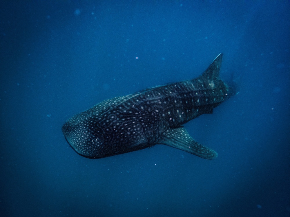 Whale sharks mafia island