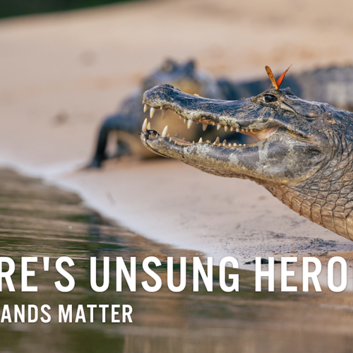 Nature's unsung heroes: why wetlands matter