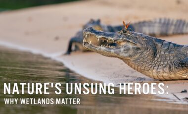Nature's unsung heroes: why wetlands matter