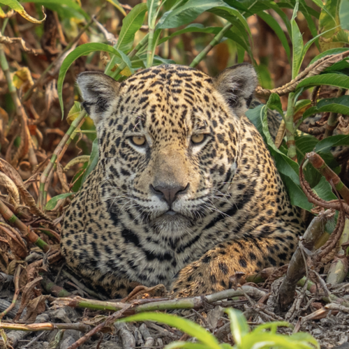 Jaguar named after Gisele Bündchen amidst catastrophic fires in the Brazilian Pantanal