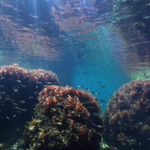 Environmental Justice Foundation et Défense des Milieux Aquatiques mettent le gouvernement français en demeure d’agir pour interdire le chalutage de fond dans les aires marines protégées