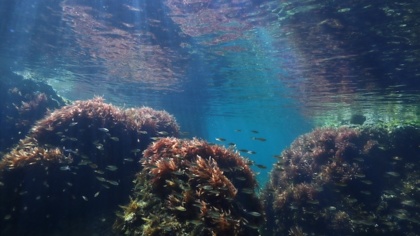 Environmental Justice Foundation et Défense des Milieux Aquatiques mettent le gouvernement français en demeure d’agir pour interdire le chalutage de fond dans les aires marines protégées