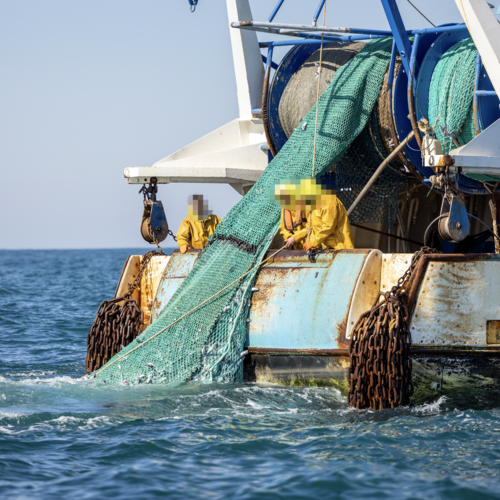 Chausey: une nouvelle étape judiciaire pour protéger une aire marine Natura 2000