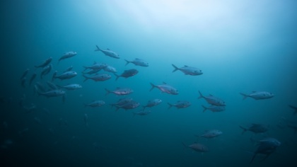 Wichtige EU-Fischereigremien fordern Moratorium für Tiefseebergbau, während Norwegen erste Lizenzvergaben vorbereitet