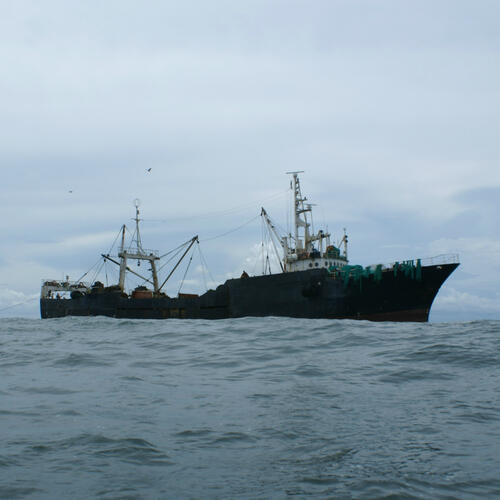 Pirate fishermen looting West African waters