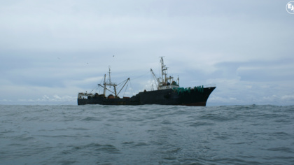 Pirate fishermen looting West African waters